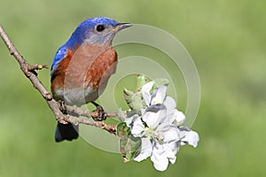 Eastern Bluebird photo