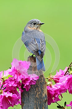 Eastern Bluebird