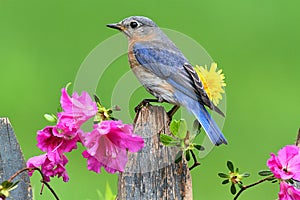 Eastern Bluebird