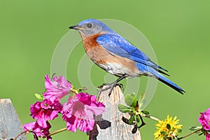 Eastern Bluebird