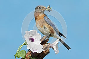 Eastern Bluebird