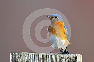 Eastern Bluebird