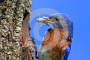 Eastern Bluebird