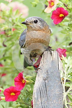 Eastern Bluebird