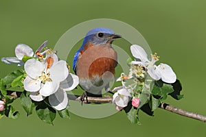 Eastern Bluebird