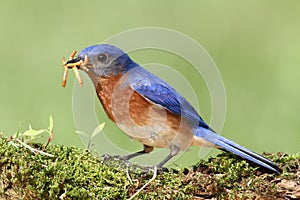 Eastern Bluebird