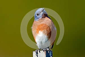 Eastern Bluebird