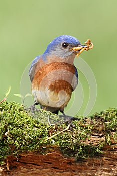 Eastern Bluebird