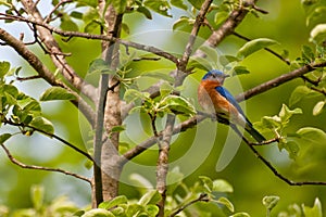 Eastern Bluebird