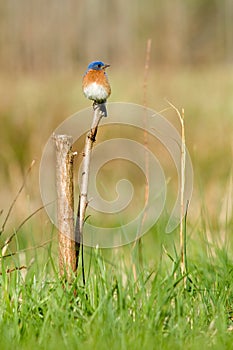 Eastern Bluebird