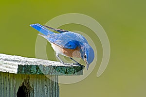 Eastern Bluebird