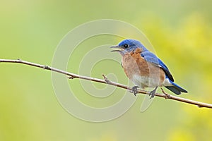 Eastern Bluebird