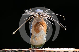 Eastern Bluebird