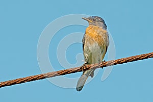 Eastern Bluebird