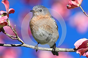 Eastern Bluebird