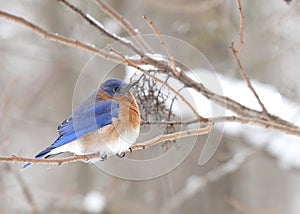 Eastern Bluebird