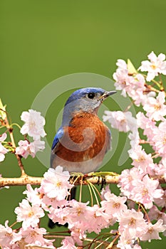 Eastern Bluebird