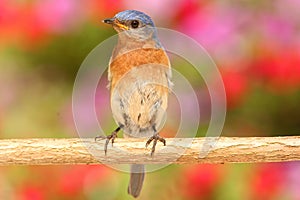 Eastern Bluebird