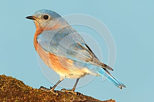 Eastern Bluebird