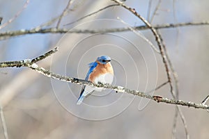 Eastern Bluebird