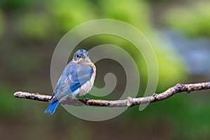 Eastern Bluebird