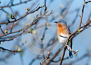 Eastern Bluebird