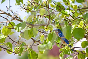 Eastern Bluebird