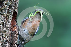 Eastern Bluebird