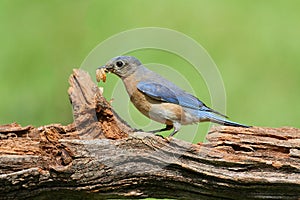 Eastern Bluebird