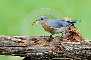 Eastern Bluebird