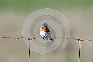 Eastern Bluebird on an agriculture fence