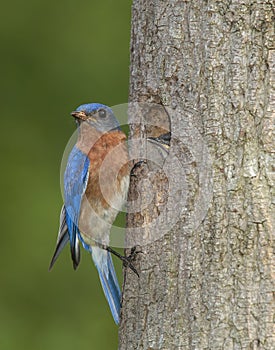 Eastern Bluebird and baby at the nest