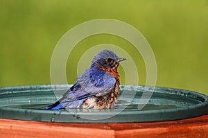 Eastern Bluebird Beating The Heat