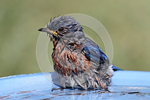 Eastern Bluebird Beating The Heat