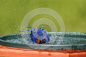 Eastern Bluebird Beating The Heat