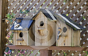 Eastern Bluebird bird nest box garden arbor birdhouses