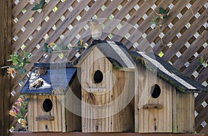 Eastern Bluebird bird nest box garden arbor birdhouses