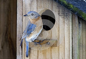 Eastern Bluebird bird nest box garden arbor birdhouses