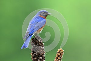 Eastern Bluebird on a branch