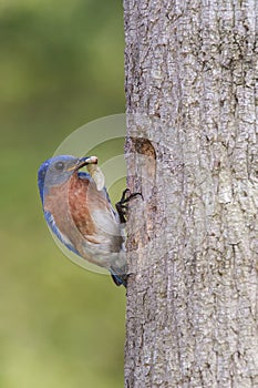 Eastern Bluebird bringing food to his young