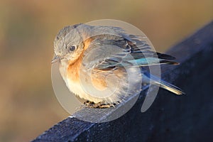 Eastern Bluebird Chick