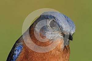 Eastern Bluebird Closeup