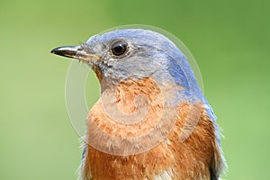 Eastern Bluebird Closeup