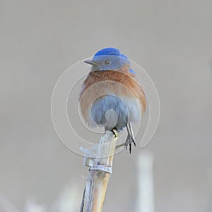 Eastern Bluebird on Cornstalk photo