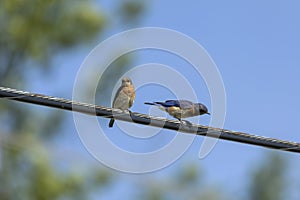 Eastern Bluebird couple sitting on a wire near the nest