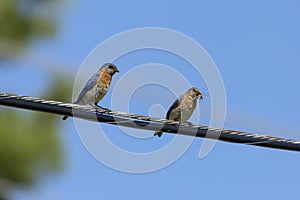 Eastern Bluebird couple sitting on a wire near the nest