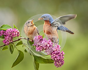 Eastern Bluebird Courtship