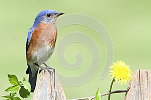 Eastern Bluebird with Dandilion