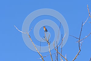 Eastern Bluebird in the Early Spring