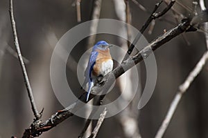 Eastern bluebird in early spring, quebec